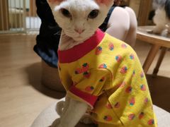 -猫腻·猫咖·撸猫馆(星光大道店)
