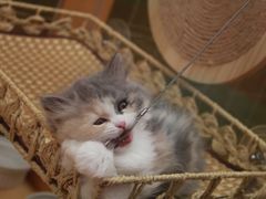 -帕帕拉兹宠物(亚洲旗舰店)