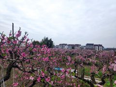 -南汇桃花村