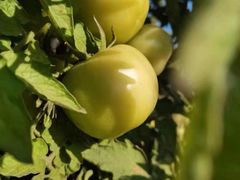 -南国桃园旅游度假区