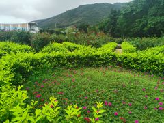 -亚龙湾国际玫瑰谷