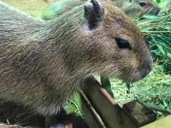 -Zoolung Zoolung动物主题公园(海信广场店)