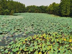 -东湖落雁景区