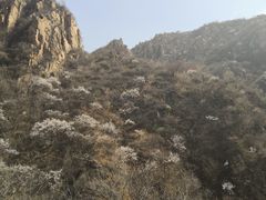 -大岭沟猕猴桃谷风景区