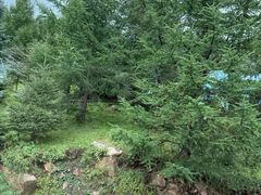 -芦芽山旅游度假区