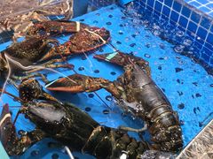 -大连湾旭日·家宴·海肠捞饭(马栏广场店)