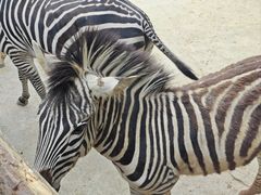 -泉州海丝野生动物世界