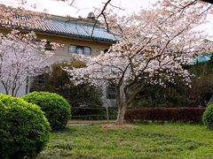-武汉大学-樱园