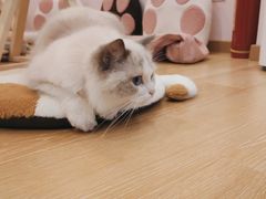 -猫咪派对(江南西店)