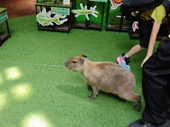 -正佳雨林生态植物园