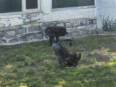 -西霞口神雕山野生动物世界