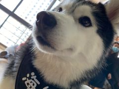 -Husky Go! 哈士奇体验馆·宠物咖啡厅狗咖