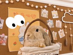 -猫猫幼稚园·撸猫·桌游·电玩