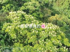 -呀诺达热带雨林