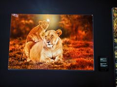 -罗红摄影艺术馆