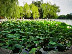 -济南大明湖景区