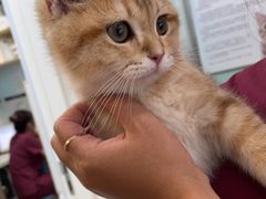 -纳吉亚猫专科动物医院博雅分院