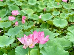 -莲花池公园