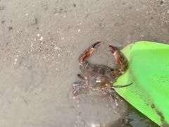 -厦金湾赶海场