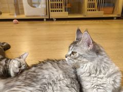 -南京Hallo宠物乐园·哈罗犬舍·柴犬繁育基地