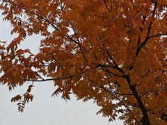 -皇粮浜湿地公园