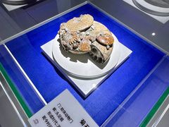 -贝壳王国博物馆