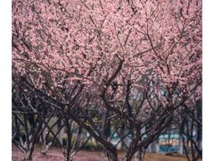 -白塘生态植物园