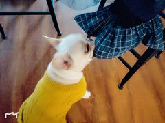 -Meowの猫咖(万家丽店)