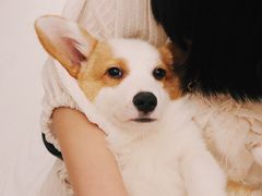 -浣熊柯尔鸭土拨鼠·电玩咖