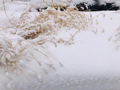 -风车面包
