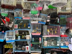 -溪岸路花鸟市场