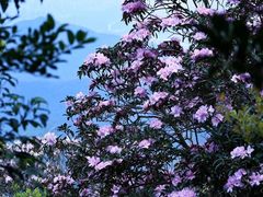 -梧桐山风景名胜区