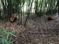景点-成都大熊猫繁育研究基地