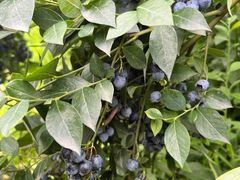 -金谷域澳洲庄园