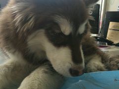-中农大我爱我爱24h动物医院·中医针灸·猫专科·骨科医疗中心(双井店)
