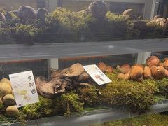 -滇野云南野生菌餐厅(陕西南路店)