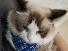 -喵喵咪呀布偶猫咖(春熙路店)
