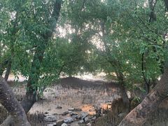 -宝安西湾红树林湿地公园