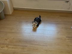 -有喵·猫咖·狗咖·30几只猫10只小狗(岗厦店)