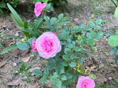 -庄稼人(蓝岸3G店)