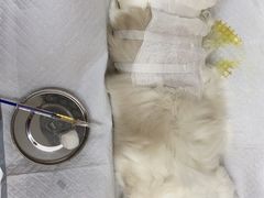 -艾贝尔宠物医院·24H转诊中心·肿瘤猫专科(江宁双龙店)