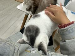 -喵的天空名猫咖啡馆·撸猫·猫舍·用品