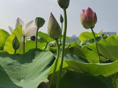 -莲花池公园