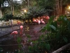 -清迈夜间动物园