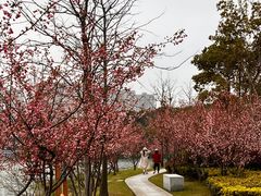 -昆山城市生态森林公园