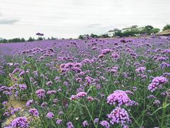 -紫颐香薰山谷景区