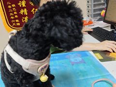 -瑞鹏宠物医院·眼科·皮肤·中兽医(大悦城分院)