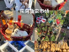 -中环花鸟鱼虫市场