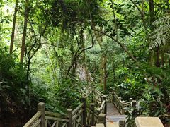 -南宁良凤江国家森林公园