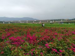 -光明小镇欢乐田园
